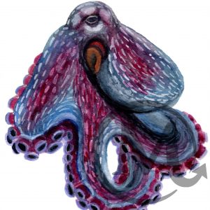 Tako Octopus