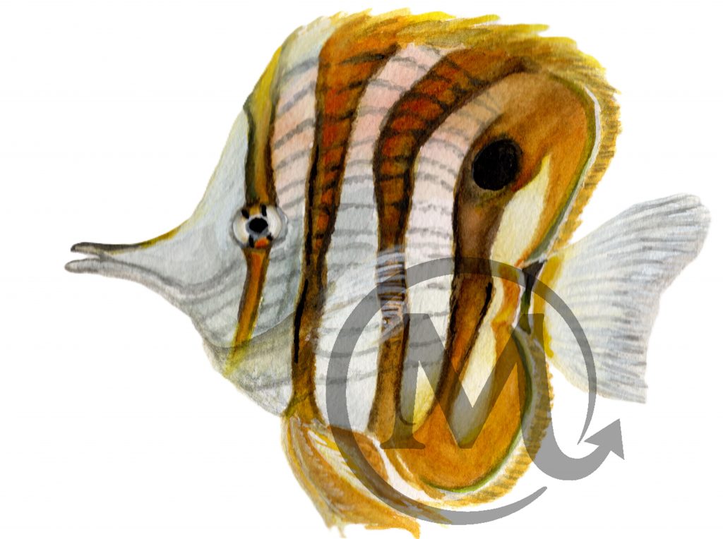 Tiger the Fish