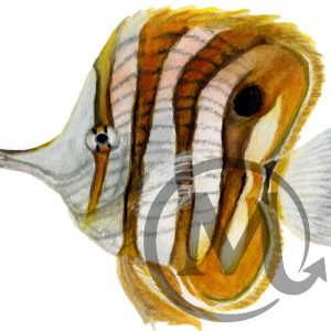 Tiger the Fish