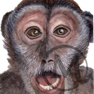 Christopher George the Monkey