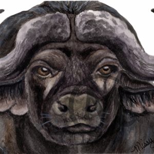 Buffalo Bill the Water Buffalo