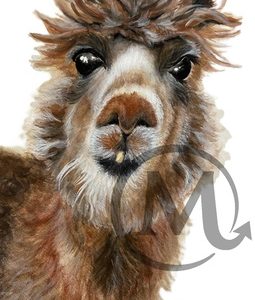 Cheddar Cheese the Alpaca