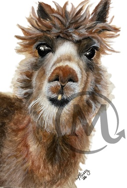 Cheddar Cheese the Alpaca