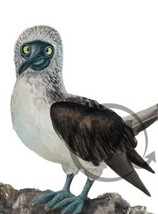 Uncle Bob Blue footed Booby