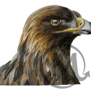 Athena Golden Eagle