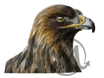 Athena Golden Eagle