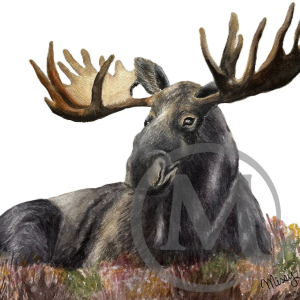 Bullwinkle the Moose
