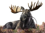 Bullwinkle the Moose