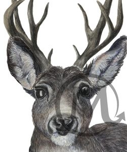 Rudolph White Tailed Deer