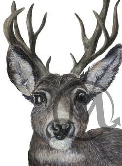 Rudolph White Tailed Deer