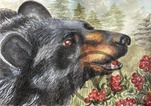 Shinny Bear