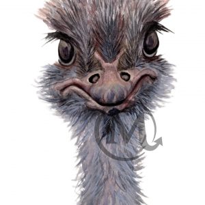 Splinter the Ostrich