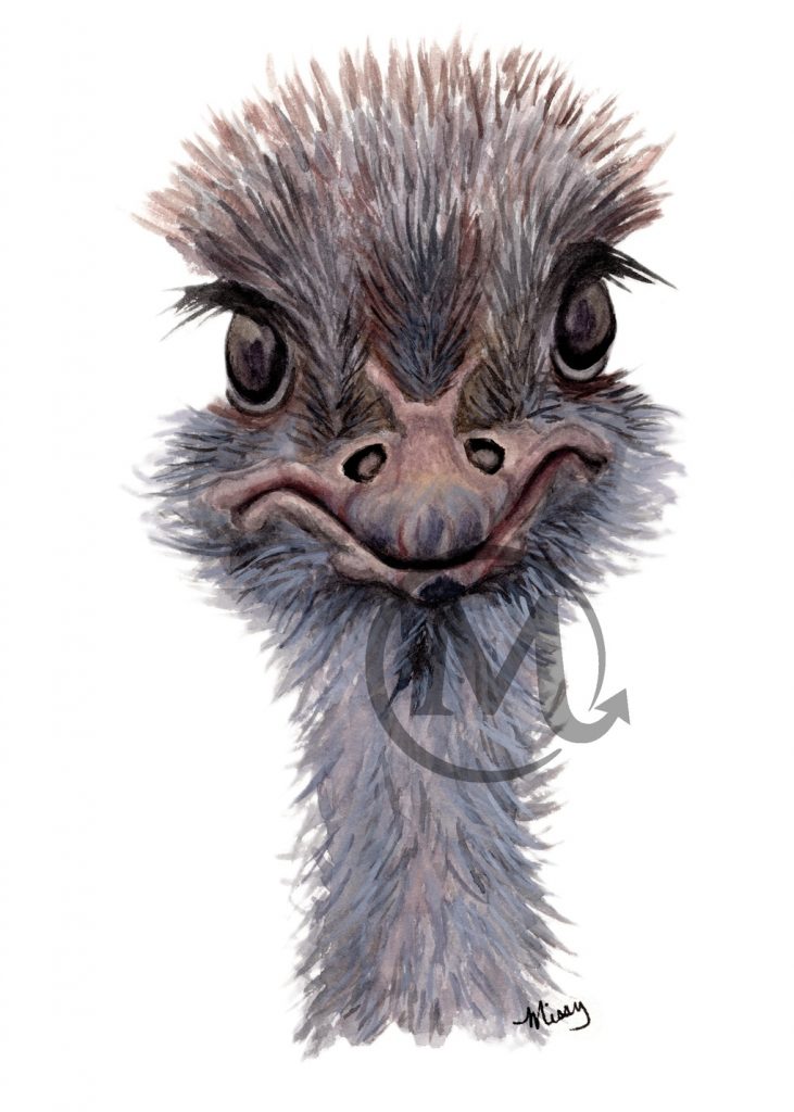 Splinter the Ostrich