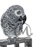 Bella the Gray Parrot