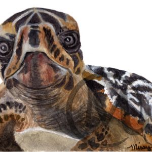 Pepper the Turtle
