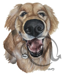 Pumpkin the Golden Retriever