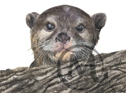 Grumbles the Otter