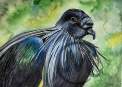 Sully the Nicobar Pigeon