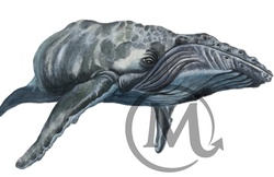 Willy the Whale