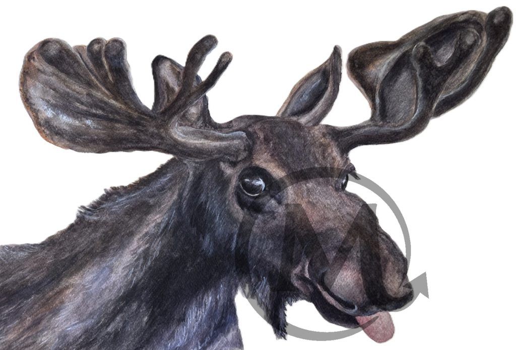 Edmund the Moose
