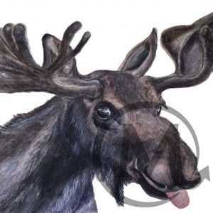 Edmund the Moose
