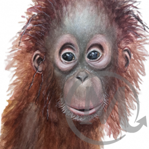 Wild Barnacale Orangutan