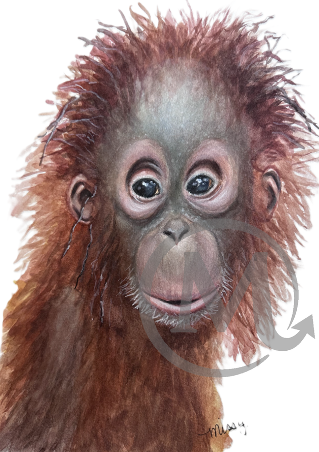 Wild Barnacale Orangutan