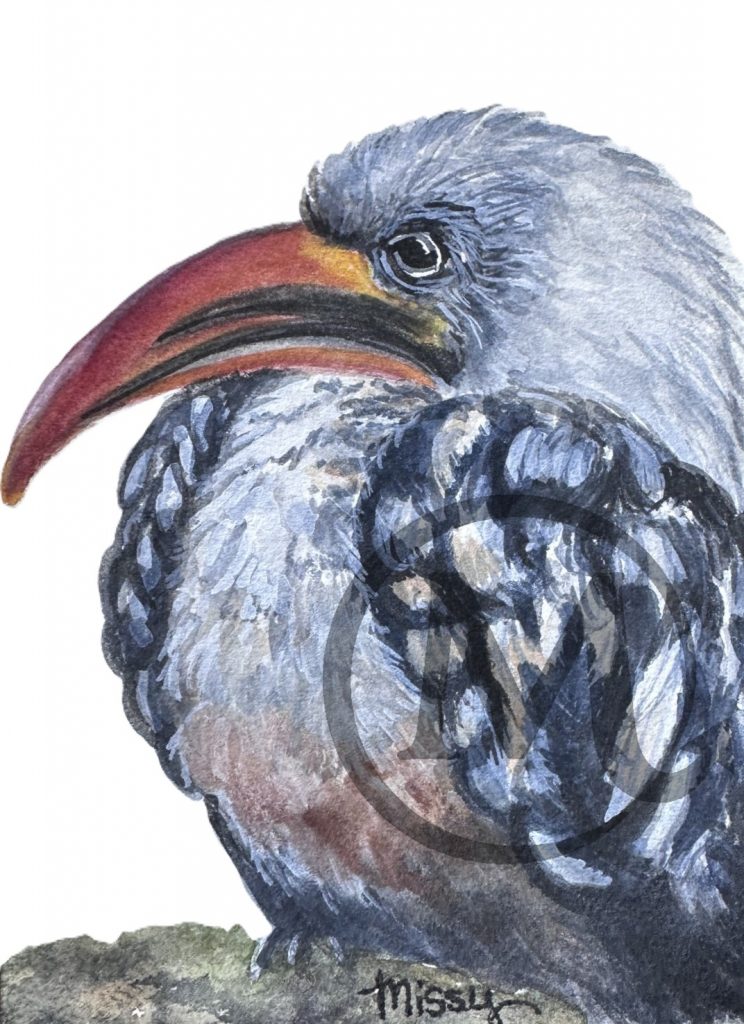 Ernie The Hornbill Bird