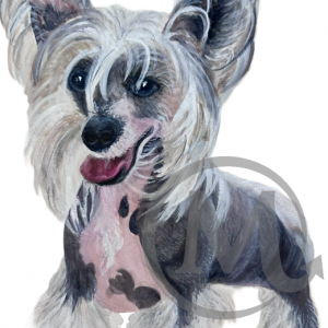 Fritz The Chinese Crested Dog
