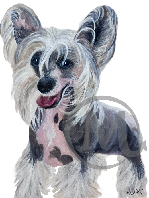 Fritz The Chinese Crested Dog