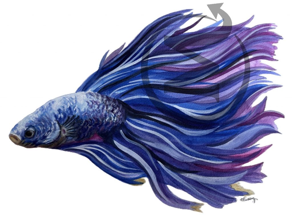Abraxis The Beta Fish