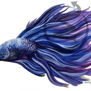 Abraxis The Beta Fish