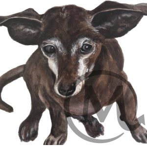 Oscar The Dog