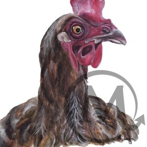 Stella The Chicken
