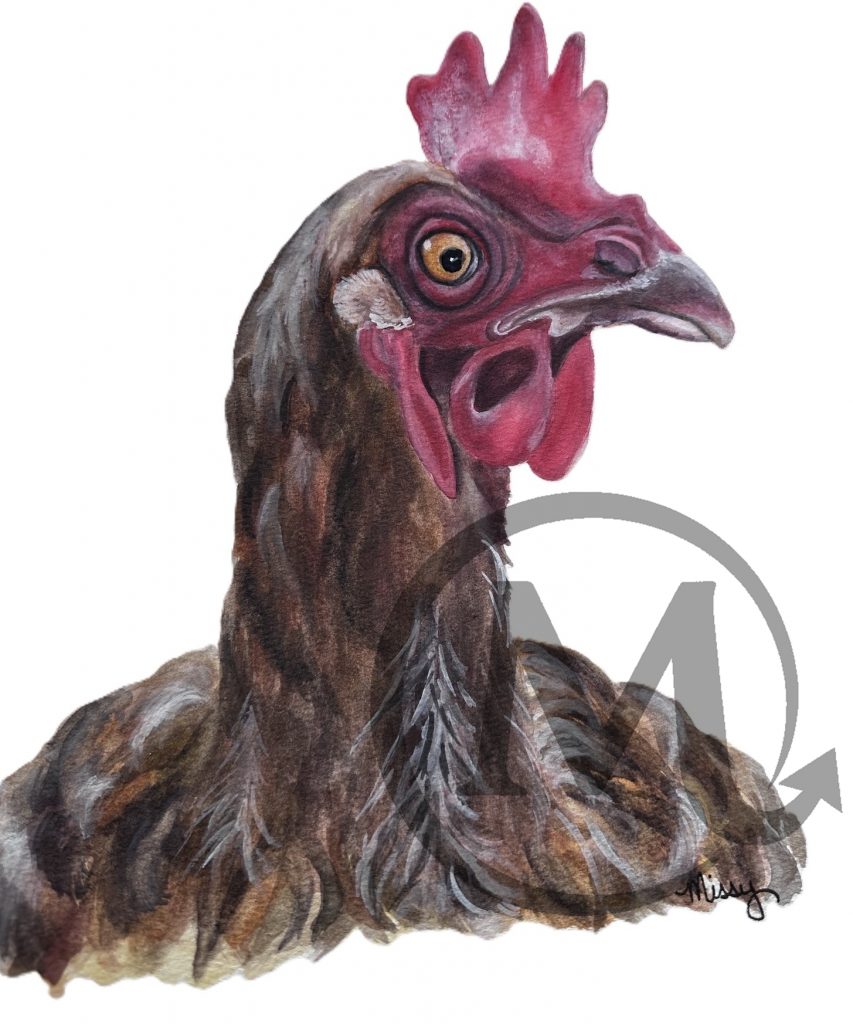 Stella The Chicken