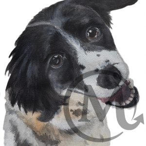 Bandit The Dog
