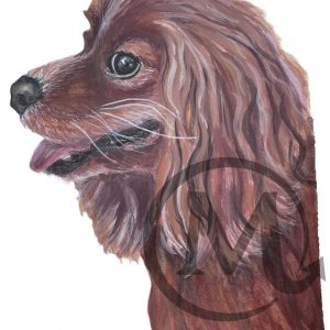 Lacey The Dog