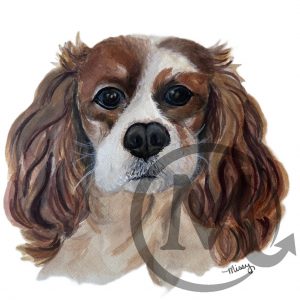 Cashew The Dog