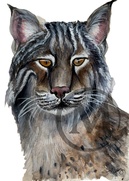 Bobby The Bobcat