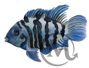 Bugatti the Fish