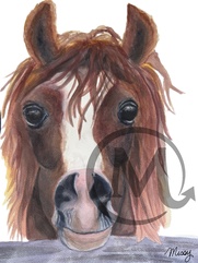 Darwin The Horse